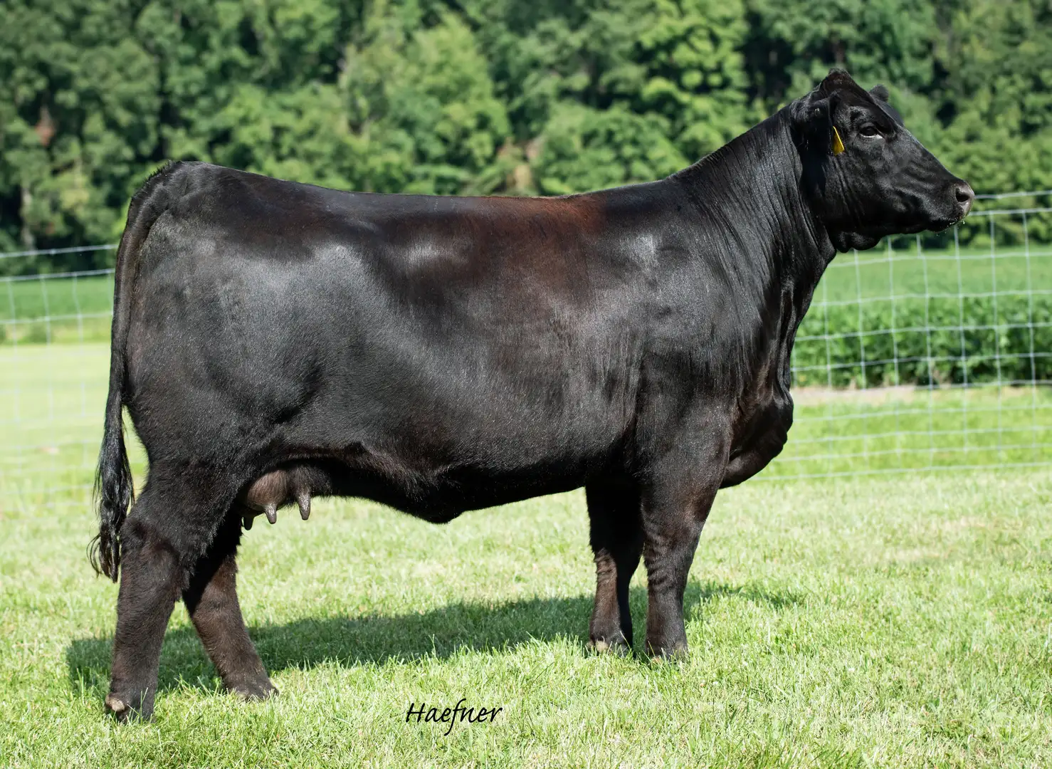 CLRWTR Ditto H79A